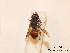  ( - BCA0807)  @11 [ ] CC-BY-NC (2021) ARTHROPOLOGIA ARTHROPOLOGIA