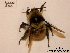  ( - BCA0857)  @11 [ ] CC-BY-NC (2021) ARTHROPOLOGIA ARTHROPOLOGIA