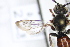  ( - BCA0941)  @11 [ ] CC-BY-NC (2022) Adrien Perrard iEES Paris