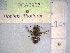  (Hoplitis lithodorae - BCA0957)  @11 [ ] CC-BY-NC (2022) INRAE INRAE
