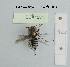  (Coelioxys acanthura - BCA1234)  @11 [ ] CC-BY-NC (2022) INRAE INRAE