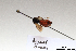  ( - BCA1371)  @11 [ ] CC-BY-NC (2022) ARTHROPOLOGIA ARTHROPOLOGIA