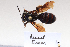  ( - BCA1430)  @11 [ ] CC-BY-NC (2022) ARTHROPOLOGIA ARTHROPOLOGIA