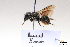  (Osmia labialis - BCA1447)  @11 [ ] CC-BY-NC (2022) ARTHROPOLOGIA ARTHROPOLOGIA