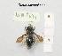  (Osmia niveocincta - BCA1691)  @11 [ ] CC-BY-NC (2022) INRAE INRAE