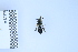  (Hoplitis fasciculata - BCA2327)  @11 [ ] creative common (2023) Adrien Perrard Sorbonne Universite