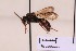  ( - BCA2191)  @11 [ ] CC-BY-NC (2023) ARTHROPOLOGIA ARTHROPOLOGIA