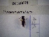  (Hylaeus annularis - BCA0079)  @11 [ ] CC-By (2021) INRAE INRAE