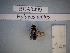  (Hylaeus pictus - BCA0499)  @11 [ ] CC-By (2021) INRAE INRAE