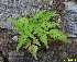  (Pteris biaurita - RBRL 38)  @11 [ ] CreativeCommons - Attribution Non-Commercial Share-Alike (2013) Smitha Hegde and Shaiesh Morajkar St. Aloysius College