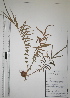  (Pteris vittata - RBRL 45)  @11 [ ] CreativeCommons - Attribution Non-Commercial Share-Alike (2014) Smitha Hegde St. Aloysius College