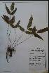  (Pteris pellucida - RBRL 40)  @11 [ ] CreativeCommons - Attribution Share-Alike (2018) Shaiesh Morajkar St. Aloysius College
