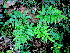  (Pteris argyraea - RBRL 39)  @11 [ ] CreativeCommons - Attribution Share-Alike (2018) Shaiesh Morajkar St. Aloysius College