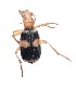  (Pheropsophus - COE18)  @11 [ ] Unspecified (default): All Rights Reserved  Unspecified Unspecified