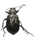  (Calosoma sp - COE08)  @11 [ ] Unspecified (default): All Rights Reserved  Unspecified Unspecified