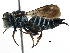  ( - 06735B10-ON)  @13 [ ] CreativeCommons - Attribution (2016) CBG Photography Group Centre for Biodiversity Genomics