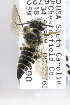  (Coelioxys galactiae - 09803 D01-SC)  @11 [ ] CreativeCommons - Attribution Non-Commercial Share-Alike (2010) Packer Collection at York University York University