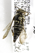  (Coelioxys Acrocoelioxys sp1 - 09803 G03-COL)  @13 [ ] CreativeCommons - Attribution Non-Commercial Share-Alike (2010) Packer Collection at York University York University