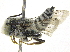  (Coelioxys mitchelli - 09803 H09-NY)  @13 [ ] CreativeCommons - Attribution (2016) CBG Photography Group Centre for Biodiversity Genomics