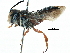  (Coelioxys slossoni - 09803 A06-TX)  @14 [ ] CreativeCommons - Attribution (2016) CBG Photography Group Centre for Biodiversity Genomics