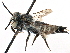  (Coelioxys mesae - 09805C09-SK)  @13 [ ] CreativeCommons - Attribution (2016) CBG Photography Group Centre for Biodiversity Genomics