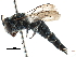  ( - 09805D04-CA)  @11 [ ] CreativeCommons - Attribution (2016) CBG Photography Group Centre for Biodiversity Genomics