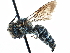  (Coelioxys apacheorum - 09805D06-CA)  @15 [ ] CreativeCommons - Attribution (2016) CBG Photography Group Centre for Biodiversity Genomics
