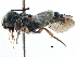  ( - 09803 B05-CA)  @11 [ ] CreativeCommons - Attribution (2016) CBG Photography Group Centre for Biodiversity Genomics