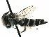  (Coelioxys serricaudata - 09805H08-CA)  @14 [ ] CreativeCommons - Attribution (2016) CBG Photography Group Centre for Biodiversity Genomics