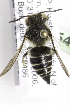  (Coelioxys hiroba - 09864 G11-JAP)  @13 [ ] CreativeCommons - Attribution Non-Commercial Share-Alike (2010) Packer Collection at York University York University