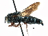  (Coelioxys sp - 09864 H02-FL)  @14 [ ] CreativeCommons - Attribution (2016) CBG Photography Group Centre for Biodiversity Genomics