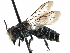  (Coelioxys alternata - 09864 H09-B.C.)  @15 [ ] CreativeCommons - Attribution (2016) CBG Photography Group Centre for Biodiversity Genomics