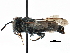  ( - 09803 F01-B.C.)  @11 [ ] CreativeCommons - Attribution (2016) CBG Photography Group Centre for Biodiversity Genomics