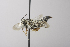 (Coelioxys hirsutissima - 14511D01-NV)  @15 [ ] Unspecified (default): All Rights Reserved  Unspecified Unspecified