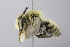  (Megachile USA01 - 14511E03-NM)  @14 [ ] Unspecified (default): All Rights Reserved  Unspecified Unspecified