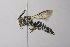  (Coelioxys sp. aff. deani - 14511E08-AZ)  @14 [ ] Unspecified (default): All Rights Reserved  Unspecified Unspecified