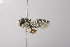  (Coelioxys edita - 14511E12-NM)  @15 [ ] Unspecified (default): All Rights Reserved  Unspecified Unspecified