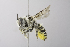  (Megachile manifesta - 14511F02-AZ)  @15 [ ] Unspecified (default): All Rights Reserved  Unspecified Unspecified
