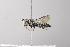  (Coelioxys gilensis - 14511F05-CA)  @13 [ ] Unspecified (default): All Rights Reserved  Unspecified Unspecified