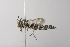  (Coelioxys sp. aff. erysimi - 14511G06-AZ)  @15 [ ] Unspecified (default): All Rights Reserved  Unspecified Unspecified