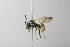  (Triepeolus mexicanus - 14511H03-NM)  @15 [ ] Unspecified (default): All Rights Reserved  Unspecified Unspecified