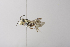  (Coelioxys MAD01 - 14511H11-MAD)  @14 [ ] Unspecified (default): All Rights Reserved  Unspecified Unspecified