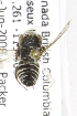  (Coelioxys novomexicana - CCDB-03775 E05)  @13 [ ] CreativeCommons - Attribution Non-Commercial Share-Alike (2010) Packer Collection at York University York University