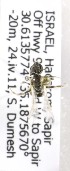 (Lasioglossum ISR2 - CCDB-14489 D06)  @13 [ ] CreativeCommons - Attribution Non-Commercial Share-Alike (2011) Packer Collection York University York University