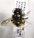  (Osmia FRA02 - CCDB-14489 E05)  @13 [ ] CreativeCommons - Attribution Non-Commercial Share-Alike (2011) Packer Collection York University York University