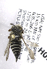  (Coelioxys insita - B14489 H01-NM)  @13 [ ] CreativeCommons - Attribution Non-Commercial Share-Alike (2011) Packer Collection York University York University