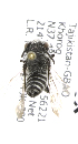  (Coelioxys TJK01 - B14489 H02-TJK)  @12 [ ] CreativeCommons - Attribution Non-Commercial Share-Alike (2011) Packer Collection York University York University