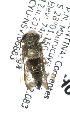  (Coelioxys sp. aff. pergandei - B14489 H04-ARG)  @12 [ ] CreativeCommons - Attribution Non-Commercial Share-Alike (2011) Packer Collection York University York University