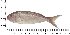  ( - COFKU05)  @11 [ ] nrr (2024) Dr. S. I. Yusufzai College of Fisheries Science, Kamdhenu University, Veraval