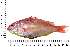  ( - COFKU07)  @11 [ ] nrr (2024) Dr. S. I. Yusufzai College of Fisheries Science, Kamdhenu University, Veraval